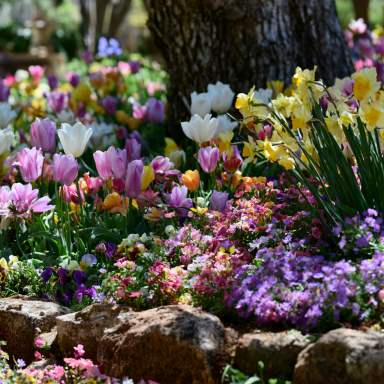 20 All in One Mixture – Tulips Bulbs and Daffodil Bulbs